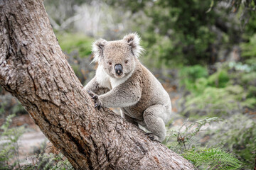 Koala Climbing a Tree in its Natural Australian Habitat, Raymond Island, Australia