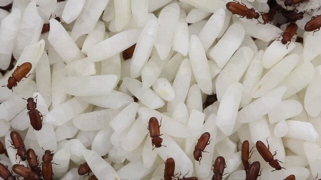 The red flour beetle Tribolium castaneum on the rice grain. It is a worldwide pest of stored products, particularly food grains. 