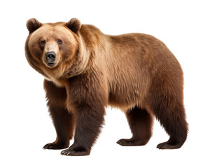 Obraz premium PNG Grizzly bear wildlife mammal animal.
