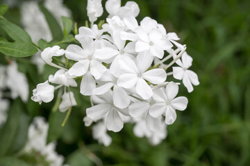 Beautiful Cape Leadwort (Plumbago auriculata) flowers.