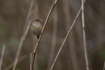 rousserolle effarvatte, acrocephalus scirpaceus, 