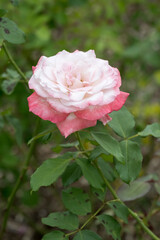 Beautiful rose in garden.