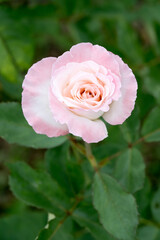 Beautiful rose in garden.