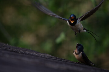 couple d'hirondelle rustique, hirundo rustica,  © Nomie