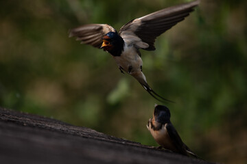 couple d'hirondelle rustique, hirundo rustica © Nomie