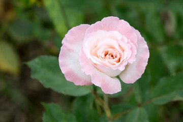 Beautiful rose in garden.