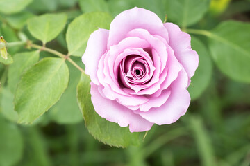 Beautiful rose in garden.