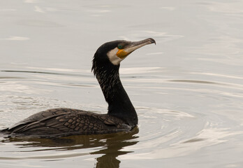 phalacrocorax carbo, grand cormoran