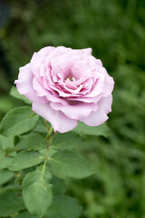 Beautiful rose in garden.