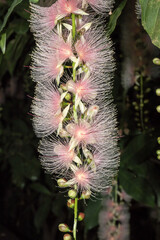 Beautiful Powderpuff Mangrove (Barringtonia racemosa) flowers.