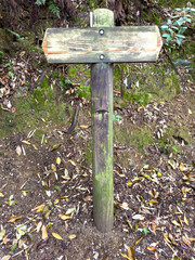 Wooden sign in the forest, empty path signage template, copy space