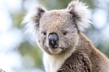 Close-Up Portrait of a Koala with Fluffy Ears and Brown Fur