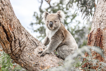A Curious Koala Gazes Intently Through the Eucalyptus Leaves