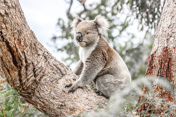 Adorable Wild Koala Sitting on a Tree Branch, Raymond Island, Australia