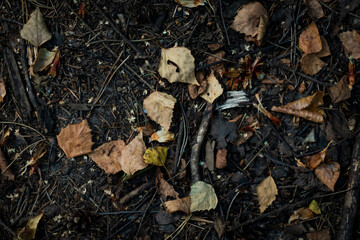A beautiful photo of a faded orange leaves lying on the ground, demonstrating arrival of autumn