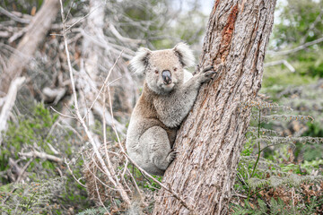 Koala Climbing a Tree in its Natural Australian Habitat, Raymond Island, Australia
