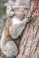 Koala Climbing a Tree in its Natural Australian Habitat, Raymond Island, Australia