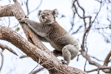 Koala Climbing a Tree in its Natural Australian Habitat, Raymond Island, Australia