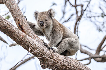 Koala Climbing a Tree in its Natural Australian Habitat, Raymond Island, Australia