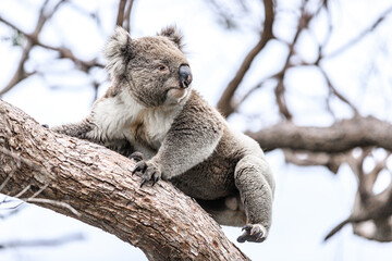 Koala Climbing a Tree in its Natural Australian Habitat, Raymond Island, Australia