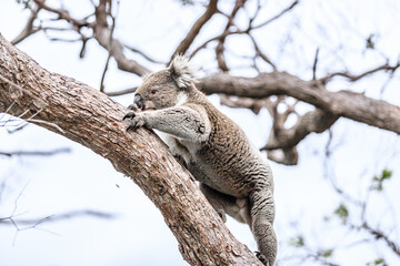 Koala Climbing a Tree in its Natural Australian Habitat, Raymond Island, Australia