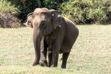 Elephant in Sri Lanka