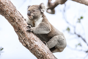 Koala Climbing a Tree in its Natural Australian Habitat, Raymond Island, Australia