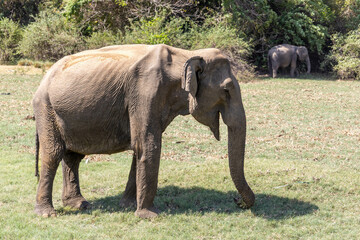 Fototapeta premium Elephant in Sri Lanka