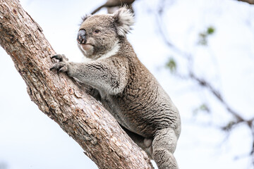 Koala Climbing a Tree in its Natural Australian Habitat, Raymond Island, Australia