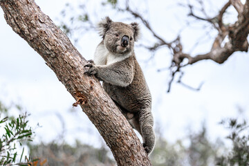 Koala Climbing a Tree in its Natural Australian Habitat, Raymond Island, Australia