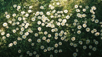Vibrant White Flowers on Lush Green Grass