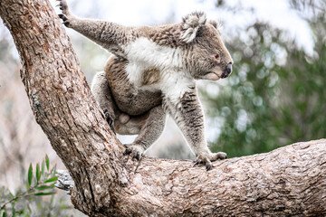 A Koala Navigates a Tree Branch with Grace and Ease, Raymond Island, Australia