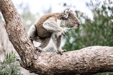 Koala Climbing on Tree Branch in the Wild, Raymond Island, Australia