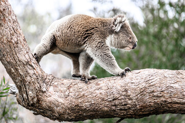 Koala Climbing on Tree Branch in the Wild, Raymond Island, Australia