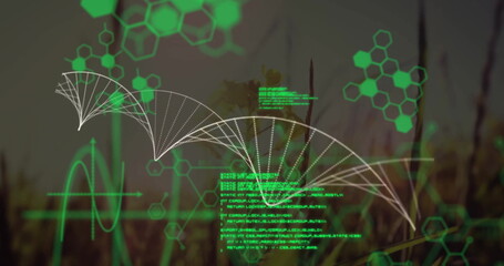 Image of chemical formula with dna strand and data processing over grass
