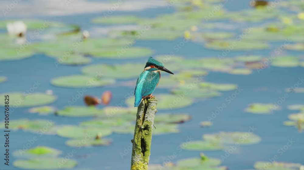 Poster slow motion view of kingfisher in friesland netherlands perched over pond with lily pads in backgrou