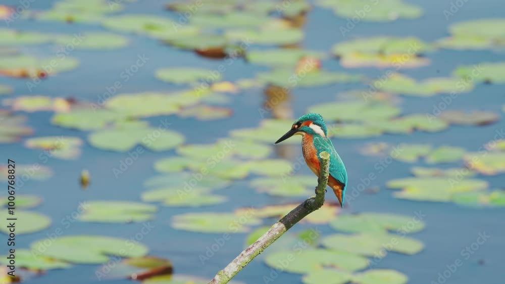 Poster slow motion view of kingfisher in friesland netherlands perched over pond with lily pads in backgrou