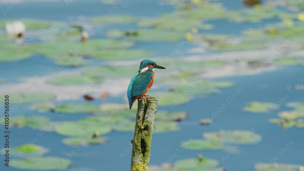 Poster slow motion view of kingfisher in friesland netherlands perched over pond with lily pads in backgrou