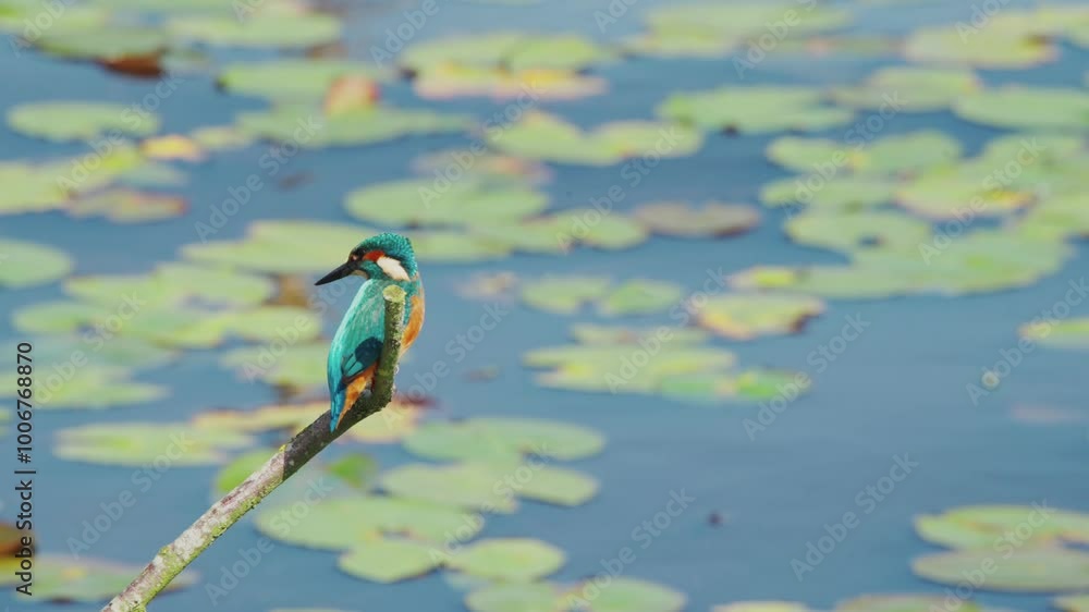 Poster slow motion view of kingfisher in friesland netherlands perched over pond with lily pads in backgrou