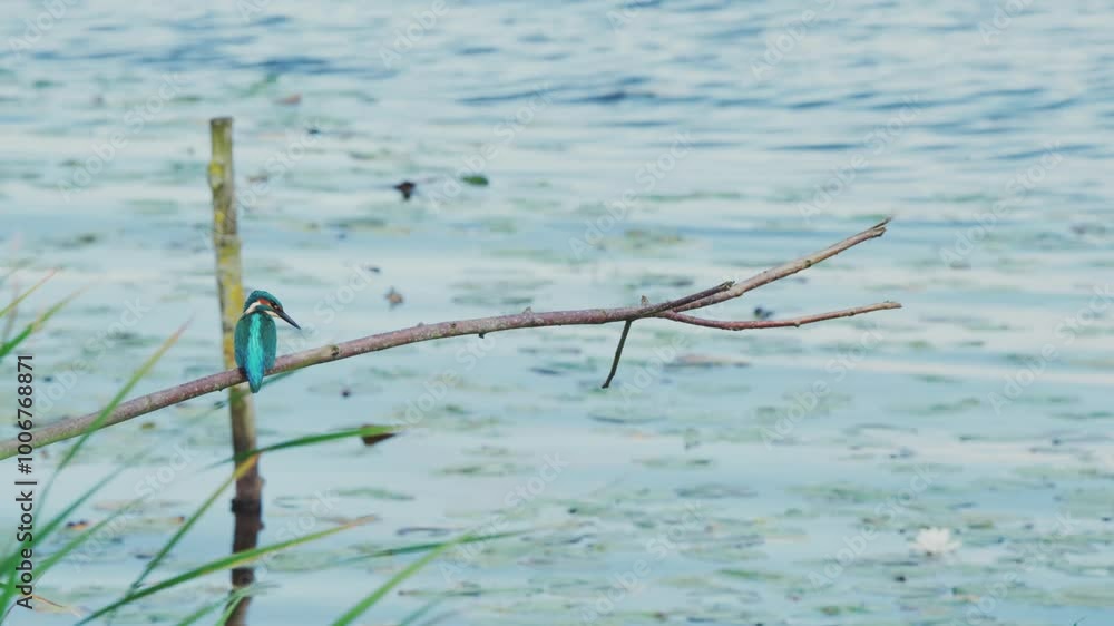Poster slow motion view of kingfisher in friesland netherlands perched over pond with lily pads in backgrou