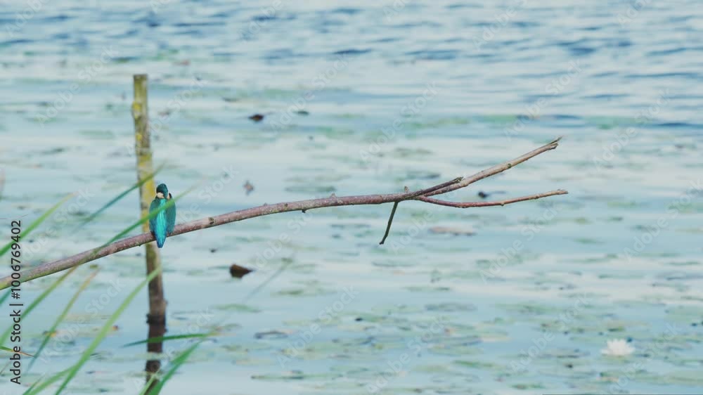Poster slow motion view of kingfisher in friesland netherlands perched over pond with lily pads in backgrou