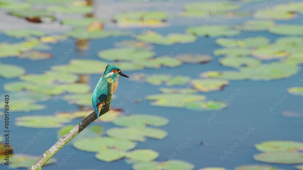 Poster slow motion view of kingfisher in friesland netherlands perched over pond with lily pads in backgrou