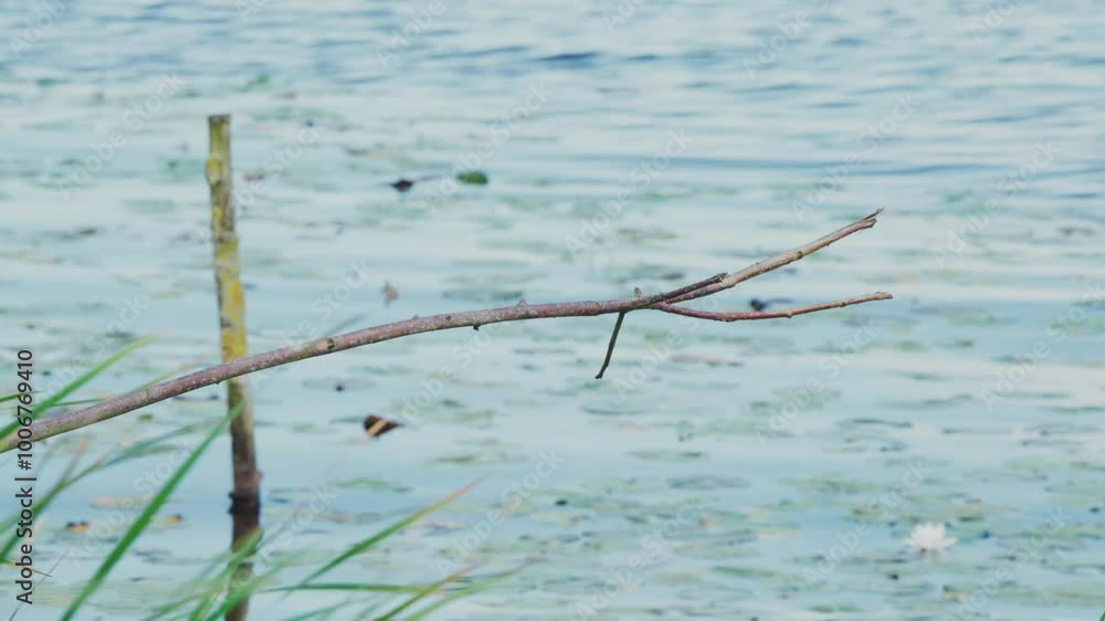 Poster slow motion view of kingfisher in friesland netherlands perched over pond with lily pads in backgrou