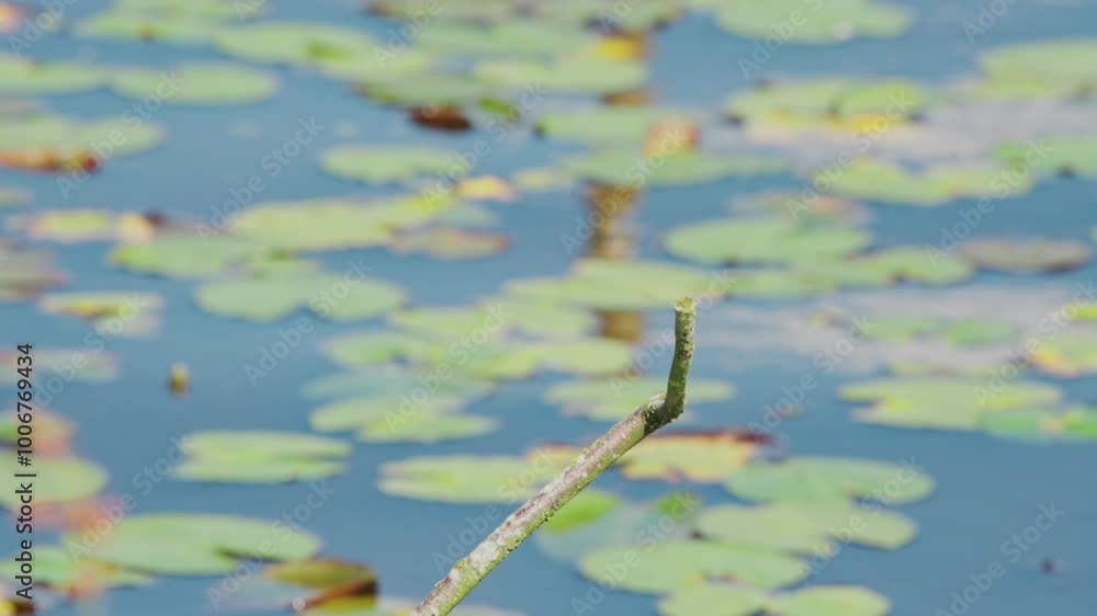 Poster slow motion view of kingfisher in friesland netherlands perched over pond with lily pads in backgrou