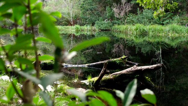 Fallen tree logs in nutrient rich dam water along Disa Kloof trail of Harold Porter Botanical Garden in Betty's Bay South Africa