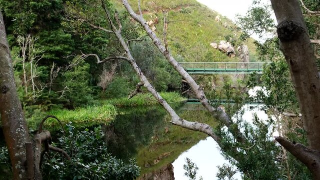 Lush vegetation and trees on dam water edge on pristine Disa Kloof hiking trail