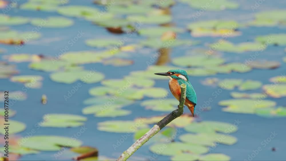 Poster slow motion view of kingfisher in friesland netherlands perched over pond with lily pads in backgrou