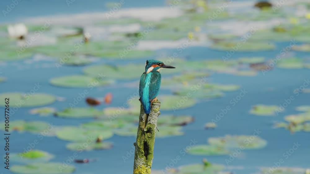 Aufkleber slow motion view of kingfisher in friesland netherlands perched over pond with lily pads in backgrou