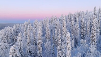 Aerial view low over sunrise lit, snow covered trees polar night in the arctic