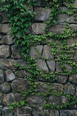 A stone wall overgrown with vines and foliage, natural scenery